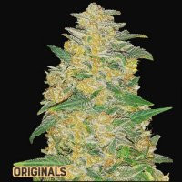 buy-lowryder-seeds-cannabis-seeds-from-cannapot-at-a-discounted-price-big-0