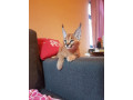 caracal-kitten-small-3