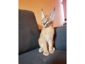 caracal-kitten-small-4