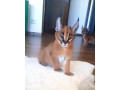 caracal-kitten-small-1