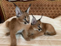 caracal-kitten-small-0