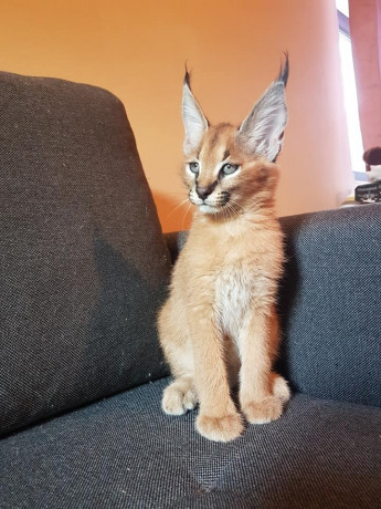 caracal-kitten-big-4