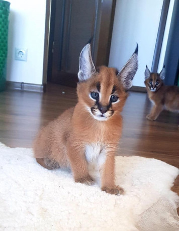 caracal-kitten-big-1