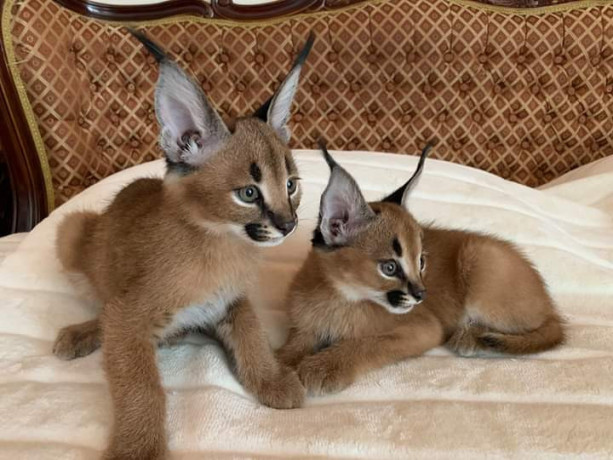 caracal-kitten-big-0