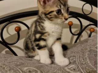 Tabby half bengal kitten for sale