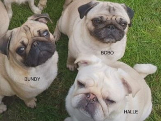 KC Pugs Needing New Loving Homes for sale