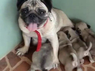 Huge potentials,family Pug puppies for saLE