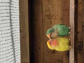 Pair of lovebirds for sale