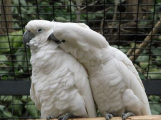 Paired cockatoos parrots for sale