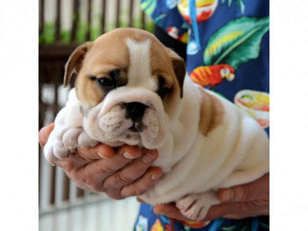 beautiful-english-bulldogs-puppies-big-0