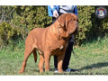 dogue-de-bordeaux-puppies-small-1