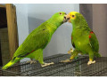 double-yellow-headed-amazon-parrot-for-sale-small-0