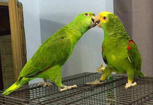 double-yellow-headed-amazon-parrot-for-sale-big-0