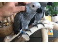 africa-grey-parrot-small-0