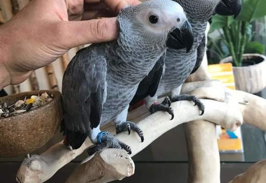 africa-grey-parrot-big-0