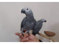 parrots-small-0