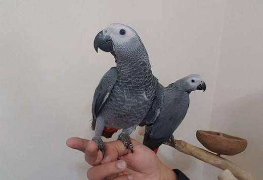 parrots-big-0