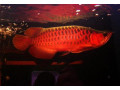 asian-arowana-fish-for-sale-small-0