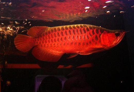 asian-arowana-fish-for-sale-big-0