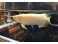 quality-and-healthy-a-grade-arowanas-for-sale-at-affordable-prices-small-0