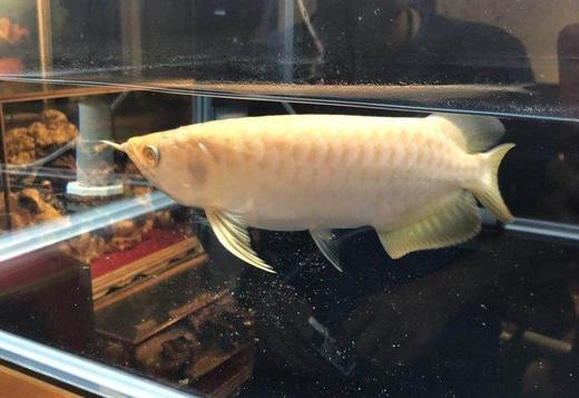 quality-and-healthy-a-grade-arowanas-for-sale-at-affordable-prices-big-0