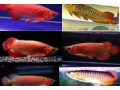 arowana-fishes-for-sale-super-red-24k-gold-crossback-silver-plati-small-0