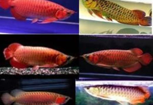 arowana-fishes-for-sale-super-red-24k-gold-crossback-silver-plati-big-0