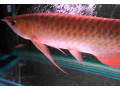 rtg-arowana-asian-red-and-super-red-arowana-for-sale-small-0