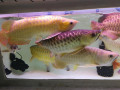 rtg-arowana-asian-red-and-super-red-arowana-small-0