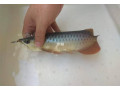 we-have-available-grade-a-red-arowanas-and-many-others-of-various-sp-small-0