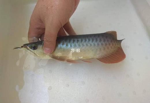 we-have-available-grade-a-red-arowanas-and-many-others-of-various-sp-big-0