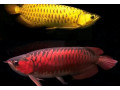 24k-golden-arowana-for-sale-small-0