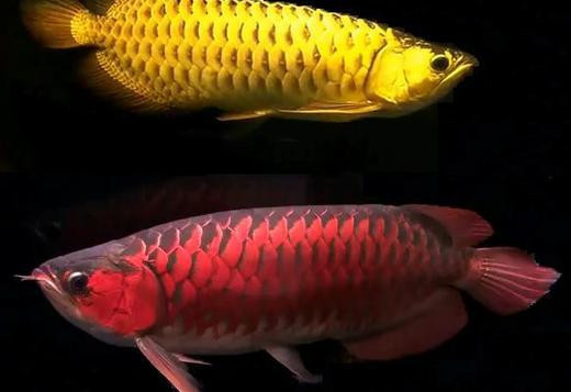 24k-golden-arowana-for-sale-big-0