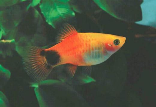 buy-guppy-tetra-molly-platy-shrimps-big-0