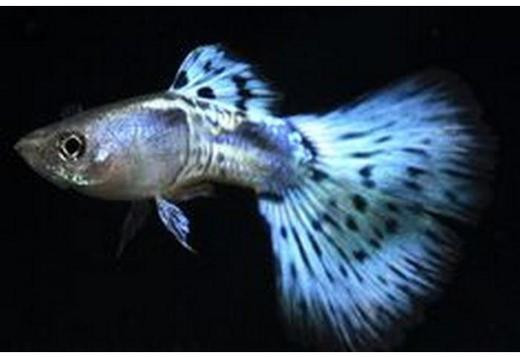 buy-fish-tanks-of-all-sizes-and-prices-best-quality-big-0