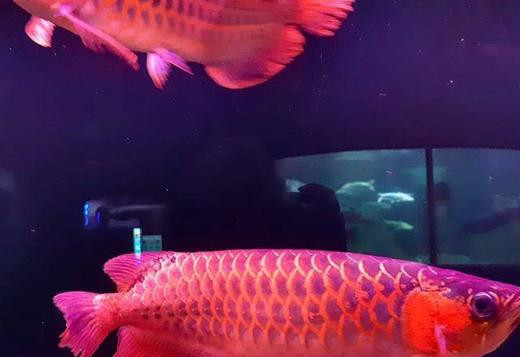 grad-a-super-red-and-gold-color-arowana-fishes-big-0