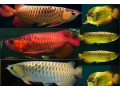 supply-quality-arowana-fishes-of-all-breed-small-0