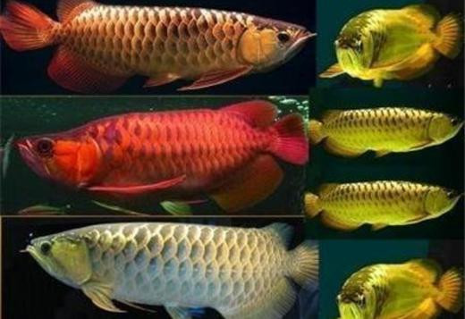 supply-quality-arowana-fishes-of-all-breed-big-0