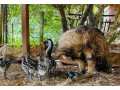 ostriches-and-emu-chicks-available-small-0