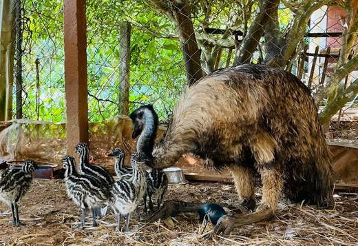 ostriches-and-emu-chicks-available-big-0