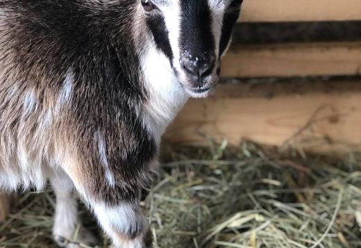 young-boer-goats-and-ketahdin-sheep-for-sale-big-0