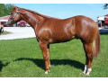 marvelous-quarter-horse-gelding-for-sale-small-0