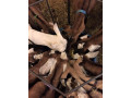 dairy-goats-for-sale-small-0