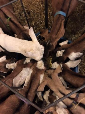 dairy-goats-for-sale-big-0