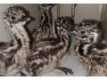 ostrich-emu-chicks-and-fertile-eggs-for-sale-small-0