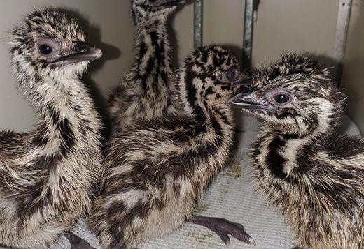 ostrich-emu-chicks-and-fertile-eggs-for-sale-big-0