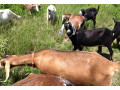 excellent-dairy-goats-for-sale-small-0