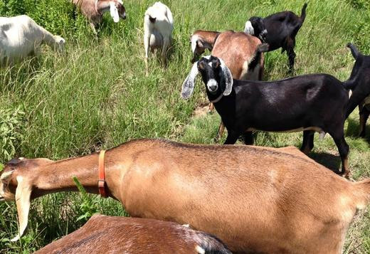 excellent-dairy-goats-for-sale-big-0