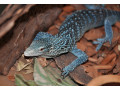 stunning-female-blue-tree-monitor-available-for-sale-small-0