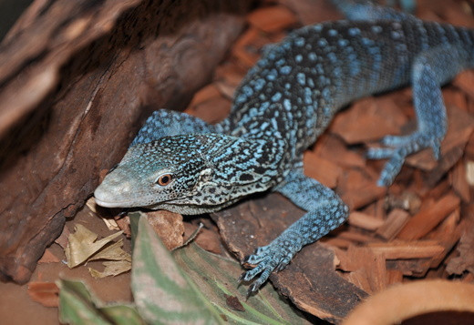 stunning-female-blue-tree-monitor-available-for-sale-big-0